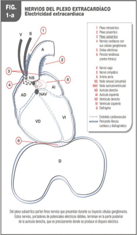 aportaciones_Alzheimer_cancer/nervios_plexo_extracardiaco