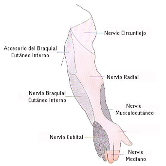 hernia_disco_lumbar/lesiones_nervio_cubital