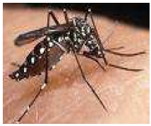 siglo_XXI_vectores/foto_aedes_aegypti_amarilla siglo_XXI_vectores/foto_aedes_aegypti_amarilla
