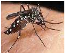 siglo_XXI_vectores/foto_aedes_aegypti_amarilla