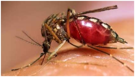 siglo_XXI_vectores/foto_aedes_aegypti_dengue siglo_XXI_vectores/foto_aedes_aegypti_dengue