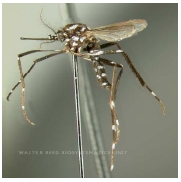 siglo_XXI_vectores/foto_aedes_africanus siglo_XXI_vectores/foto_aedes_africanus
