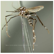 siglo_XXI_vectores/foto_aedes_africanus