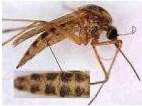 siglo_XXI_vectores/foto_aedes_dorsalis