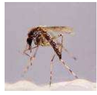 siglo_XXI_vectores/foto_aedes_sollicitans