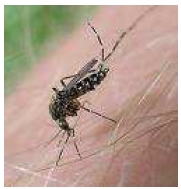 siglo_XXI_vectores/foto_aedes_taeniorhynchus