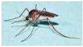 siglo_XXI_vectores/foto_culex_morsitanis siglo_XXI_vectores/foto_culex_morsitanis