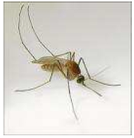 siglo_XXI_vectores/foto_culex_nigripalus siglo_XXI_vectores/foto_culex_nigripalus