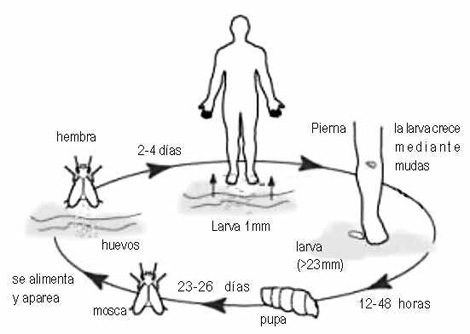 miasis_humana_larvas/ciclo_vital_miasis