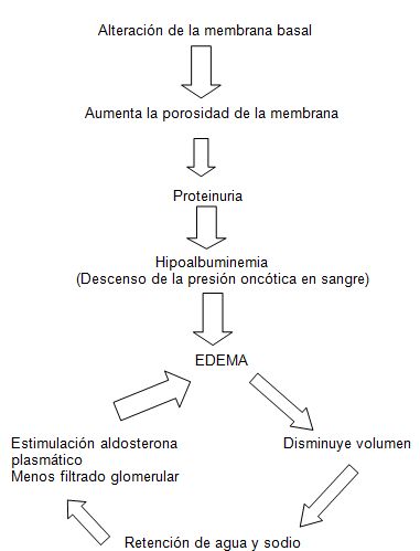 eliminacion_enfermedades_inflamatorias/imagen_fisiopatologia