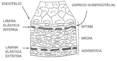 endotelio_generalidades/tejido_endotelial_vaso_sanguineo