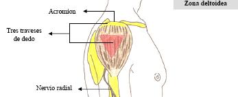 farmacocinetica_administracion_farmacos/zona_deltoidea