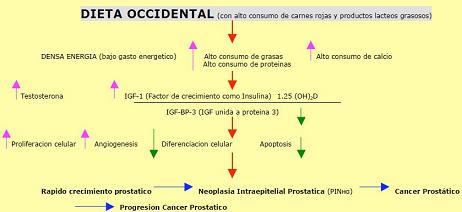 terapia_biologica_cancer/dieta_occidental