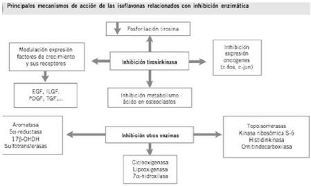 terapia_biologica_cancer/mecanismo_isoflavona