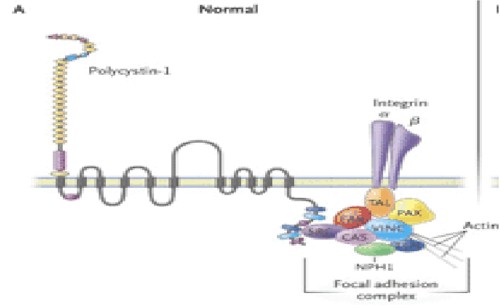 estructura_proteinas