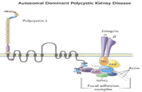 estructura_proteinas2