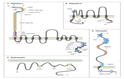 estructura_proteinas3 estructura_proteinas3