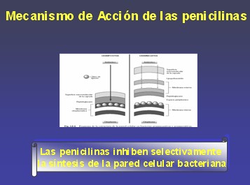 penicilinas_cefalosporinas11