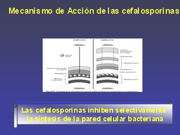 penicilinas_cefalosporinas23