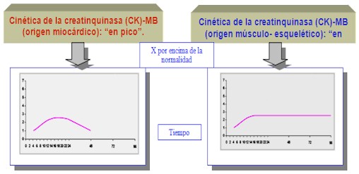 cinetica_creatinquinasa_2