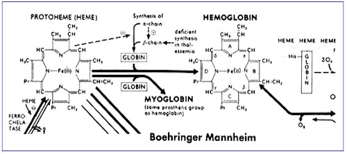 fisiologia_mioglobina_hemoglobina