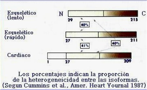 marcadores_cardiacos_troponina_1