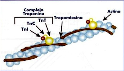 marcadores_cardiacos_troponina_2