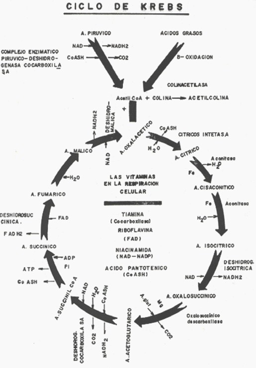 ciclo_krebs ciclo_krebs
