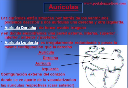 Desarrollo_embriologia_funcionamiento_corazon_6