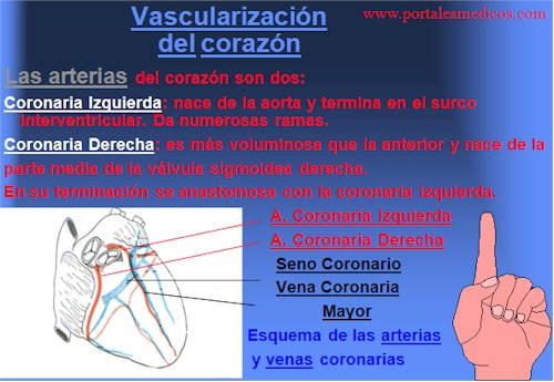 Desarrollo_embriologia_funcionamiento_corazon_8