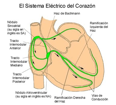 emergencias/guia_urgencia_sistema_electrico_corazon