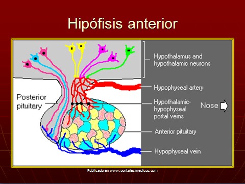 cambios_embarazo/cambios_hipofisis_anterior_embarazo cambios_embarazo/cambios_hipofisis_anterior_embarazo