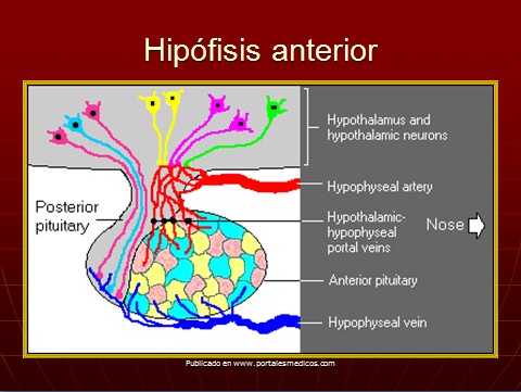 cambios_embarazo/cambios_hipofisis_anterior_embarazo