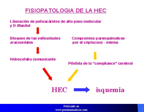 cefaleas_cefalalgias_cefalalgia/cefalea_fisiopatologia_HEC_hidrocefalia cefaleas_cefalalgias_cefalalgia/cefalea_fisiopatologia_HEC_hidrocefalia