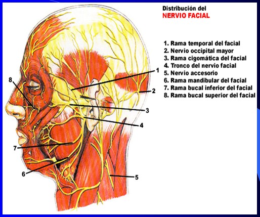 cefaleas_cefalalgias_cefalalgia/cefalea_nervio_facial_anatomia