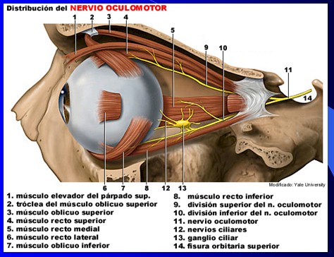 cefaleas_cefalalgias_cefalalgia/cefalea_nervio_oculomotor