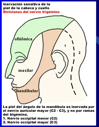 cefaleas_cefalalgias_cefalalgia/cefalea_nervio_trigemino