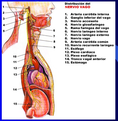 cefaleas_cefalalgias_cefalalgia/cefalea_nervio_vago