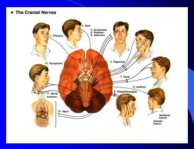 cefaleas_cefalalgias_cefalalgia/cefalea_pares_nervios_craneales