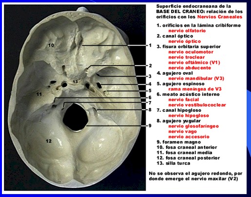 cefaleas_cefalalgias_cefalalgia/cefalea_pares_nervios_craneales_base_craneo