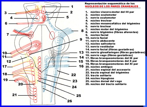 cefaleas_cefalalgias_cefalalgia/cefalea_pares_nervios_craneales_nucleos