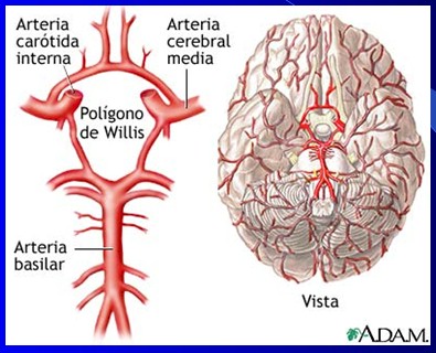 cefaleas_cefalalgias_cefalalgia/cefalea_poligono_willis_anatomia_vascular