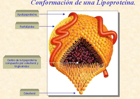 factores_riesgo_cardiaco/riesgo_cardiovascular_aterosclerosis_2