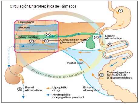 farmacocinetica/farmacocinetica_17