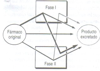 farmacocinetica/farmacocinetica_19