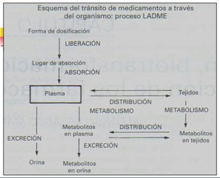 farmacocinetica/farmacocinetica_2