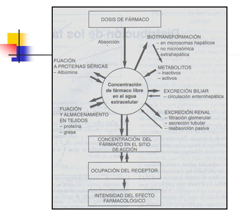farmacocinetica/farmacocinetica_5 farmacocinetica/farmacocinetica_5