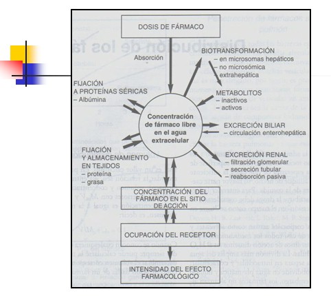 farmacocinetica/farmacocinetica_5