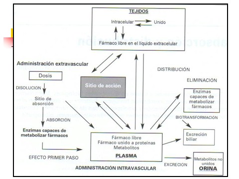 farmacocinetica/farmacocinetica_6 farmacocinetica/farmacocinetica_6