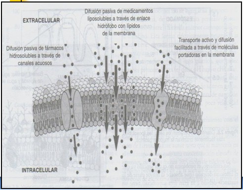 farmacocinetica/farmacocinetica_9